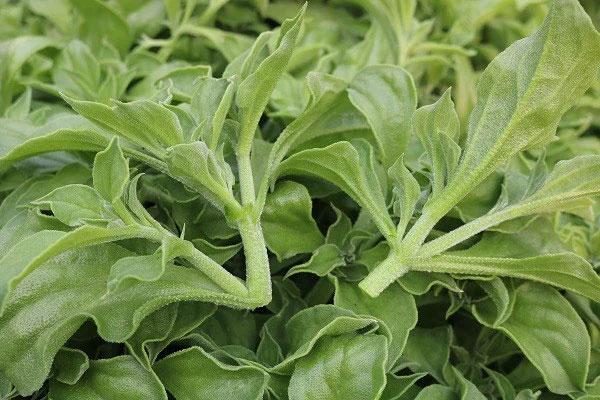 Picture 1 of What is snowdrop vegetable?