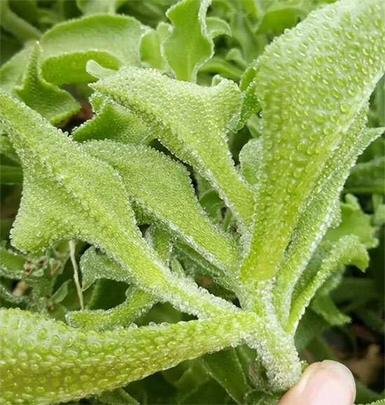 Picture 2 of What is snowdrop vegetable?
