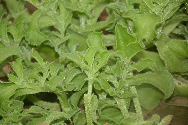 Picture 3 of What is snowdrop vegetable?