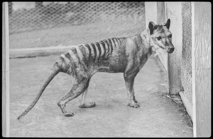 What is social extinction? Picture 2