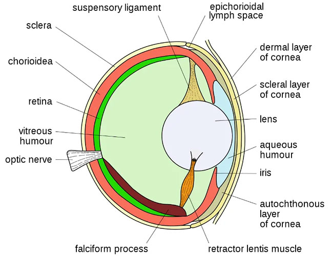 What is special about fish eyes to make them see clearly underwater? Picture 4
