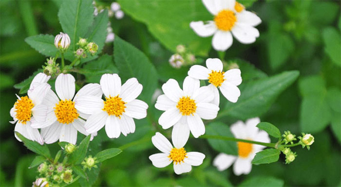Picture 1 of What is the Bidens pilosa flower? What are the amazing uses of Bidens pilosa flowers?