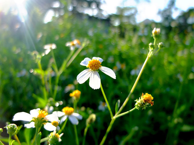 Picture 2 of What is the Bidens pilosa flower? What are the amazing uses of Bidens pilosa flowers?