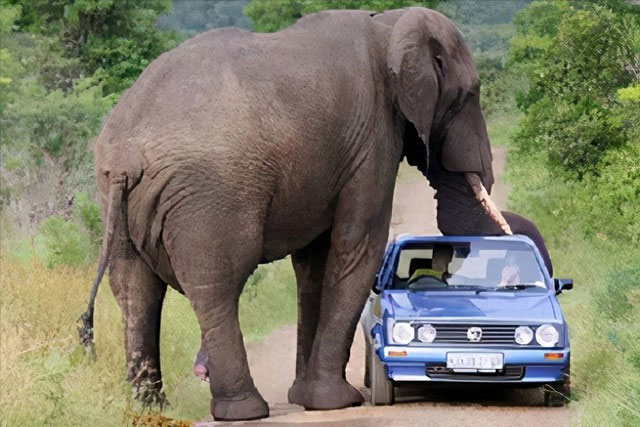Picture 2 of What is the cause of the centuries-old feud between humans and Asian elephants?