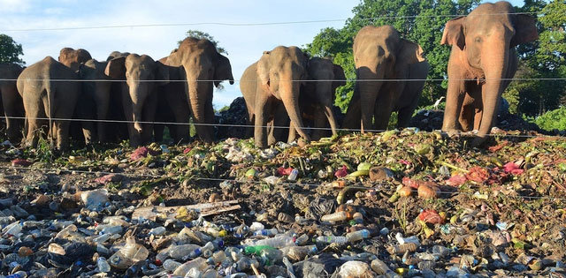 Picture 3 of What is the cause of the centuries-old feud between humans and Asian elephants?