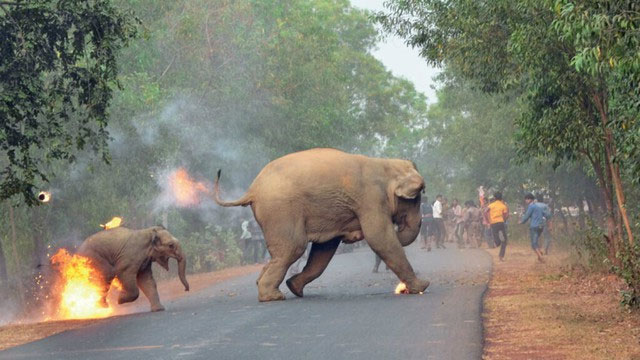 Picture 4 of What is the cause of the centuries-old feud between humans and Asian elephants?