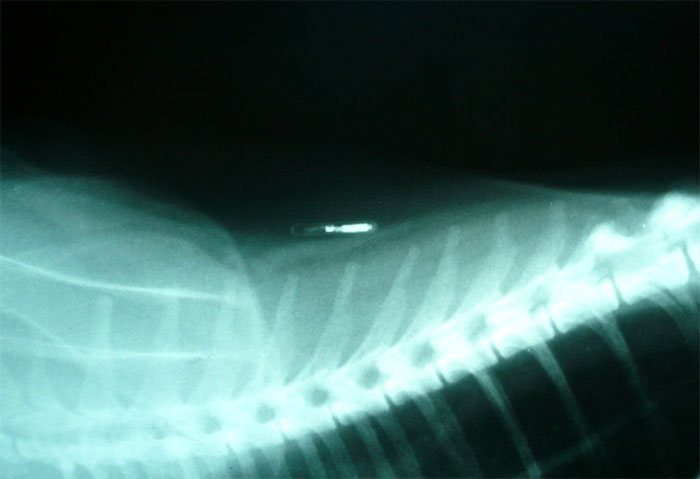 What is the effect of attaching a chip to cats and dogs, and how does it work? Picture 2