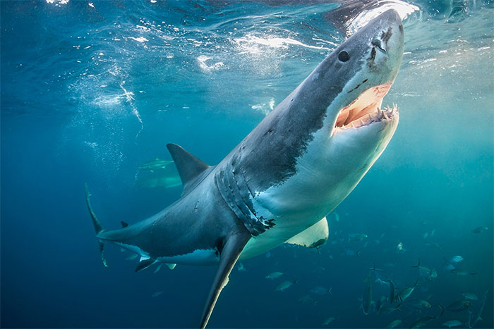 Picture 1 of What is the 'Full Moon Effect'? Will the full moon 'command' sharks to attack?