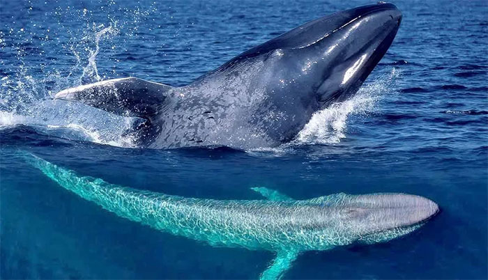 Picture 2 of What is the function of the white spots above the eyes of killer whales?