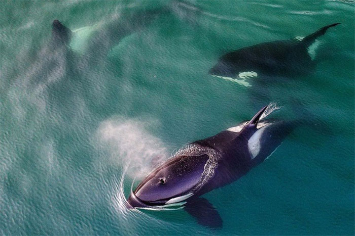 Picture 4 of What is the function of the white spots above the eyes of killer whales?