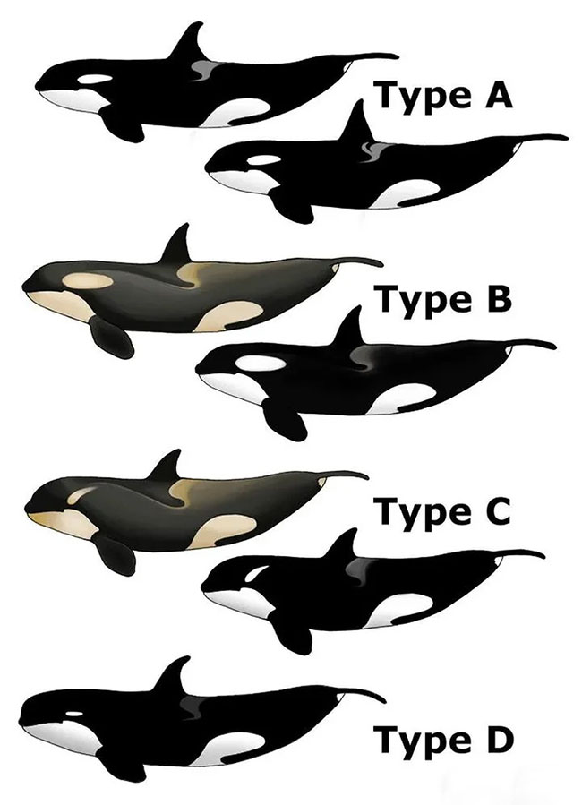 Picture 5 of What is the function of the white spots above the eyes of killer whales?