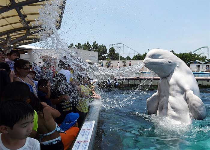 Picture 1 of What is the truth behind feeding ice cubes to beluga whales?