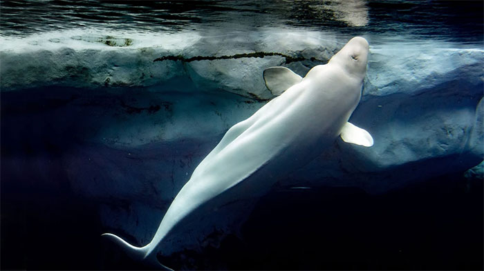Picture 4 of What is the truth behind feeding ice cubes to beluga whales?
