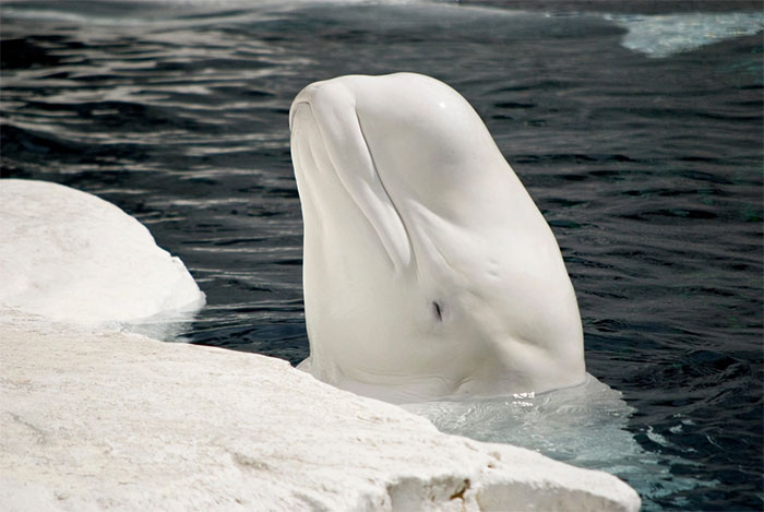 Picture 5 of What is the truth behind feeding ice cubes to beluga whales?