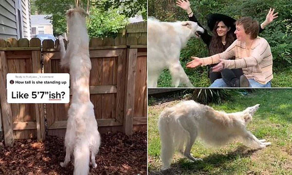 Picture 2 of What makes this famous dog called giraffe, dinosaur?
