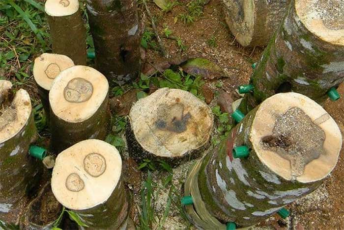 Picture 1 of What pharmacological effects does agarwood and agarwood have?