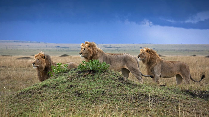 Picture 1 of What predators do ungulates in Africa fear the most?