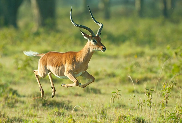 Picture 3 of What predators do ungulates in Africa fear the most?