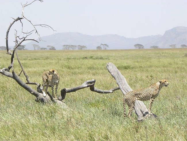 Picture 4 of What predators do ungulates in Africa fear the most?