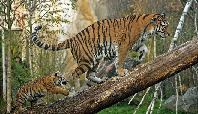 Picture 2 of What to do to save your own life when encountering a tiger?