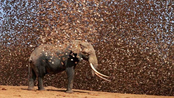 Picture 3 of What would happen if 200,000 African mad sparrows attacked an elephant at the same time?