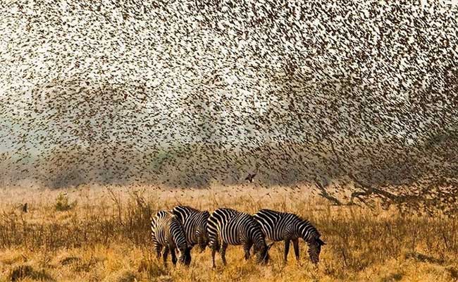 Picture 5 of What would happen if 200,000 African mad sparrows attacked an elephant at the same time?