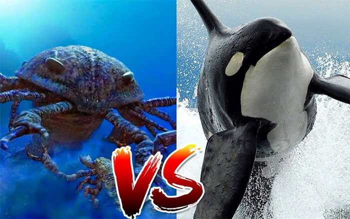 What would happen if a giant sea scorpion fought a killer whale? Picture 1