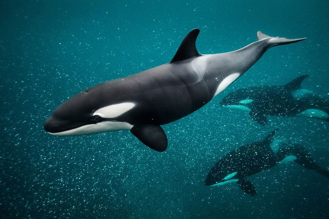 What would happen if a giant sea scorpion fought a killer whale? Picture 3