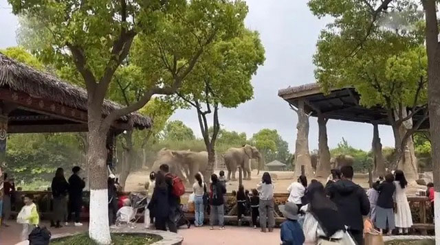 Picture 1 of What would happen if elephants in the zoo fought?
