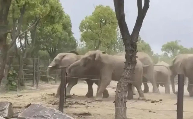 Picture 2 of What would happen if elephants in the zoo fought?