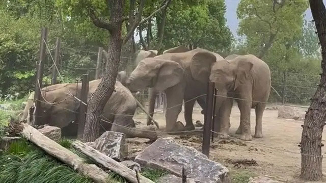 Picture 3 of What would happen if elephants in the zoo fought?