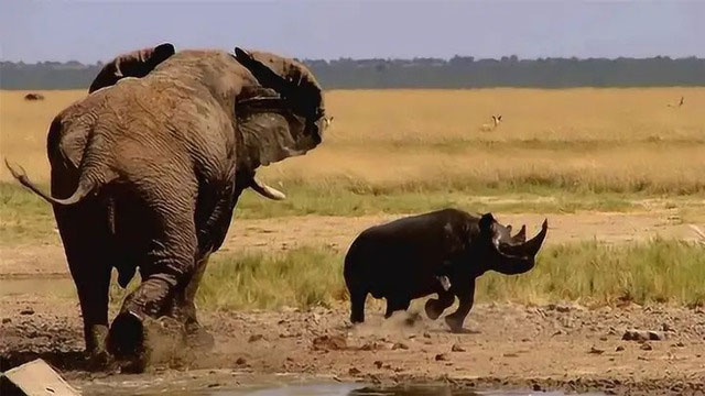 Picture 4 of What would happen if elephants in the zoo fought?