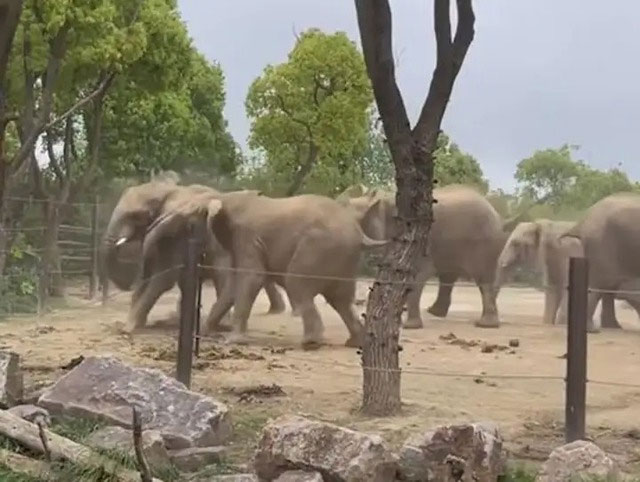 Picture 5 of What would happen if elephants in the zoo fought?
