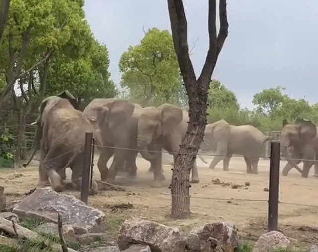Picture 6 of What would happen if elephants in the zoo fought?