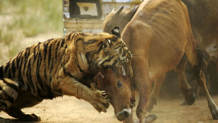 Picture 1 of When cattle in a herd are attacked, why don't the others help?