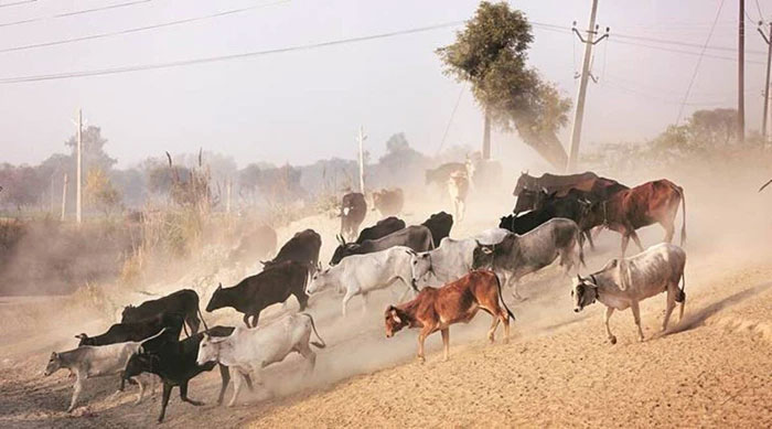 Picture 2 of When cattle in a herd are attacked, why don't the others help?