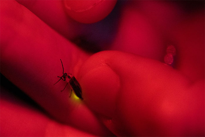 Picture 2 of When fireflies wait forever but night never comes: Light pollution is slowly killing the planet