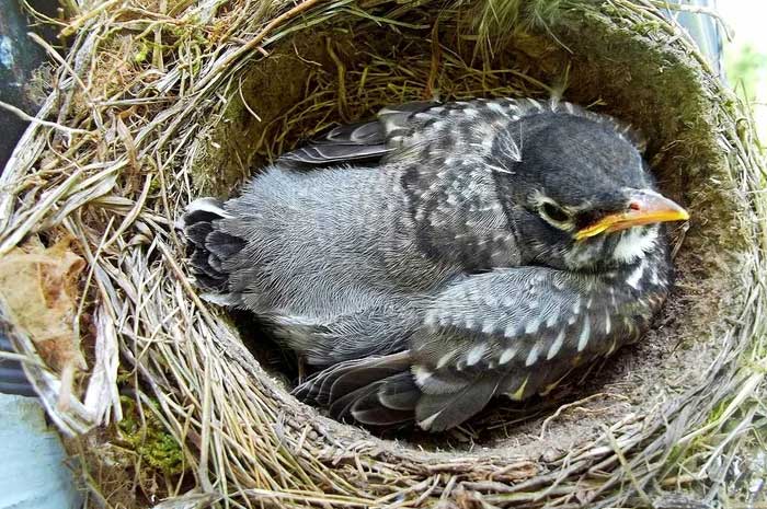 When it rains, where do the birds take shelter? Picture 3