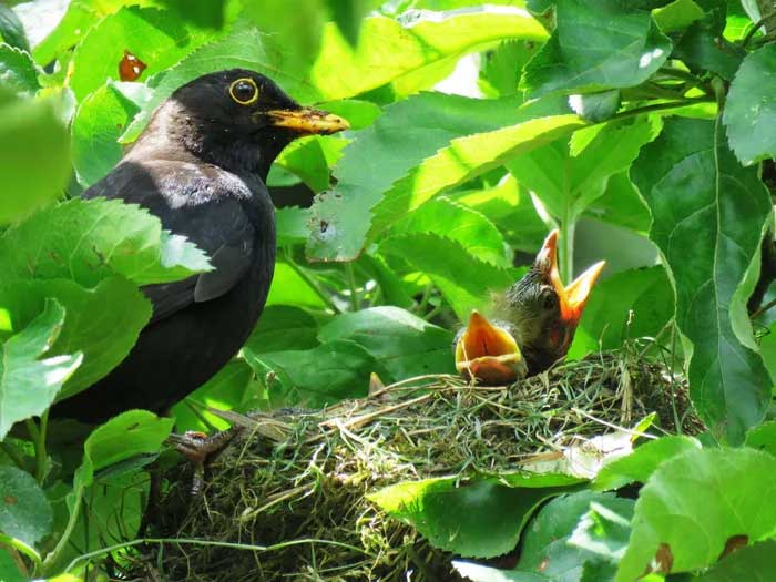 When it rains, where do the birds take shelter? Picture 4