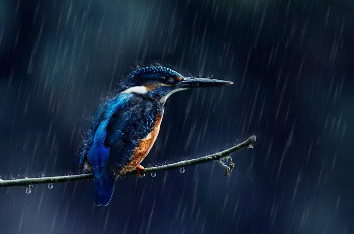 When it rains, where do the birds take shelter? Picture 5