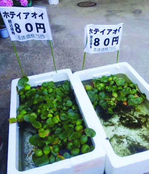 Picture 2 of When scientists turned their research to growing wild vegetables
