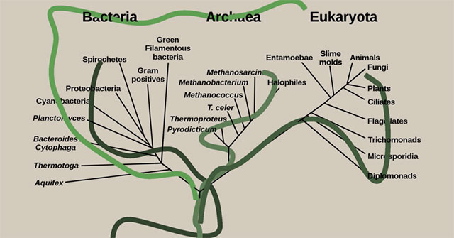 Picture 11 of Where do viruses come from and are they living things?