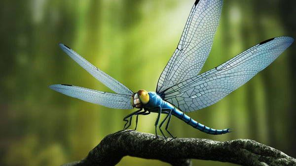 Picture 5 of Where do viruses come from and are they living things?