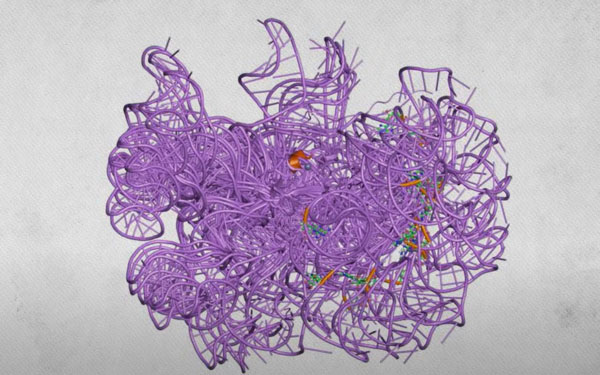 Picture 6 of Where do viruses come from and are they living things?