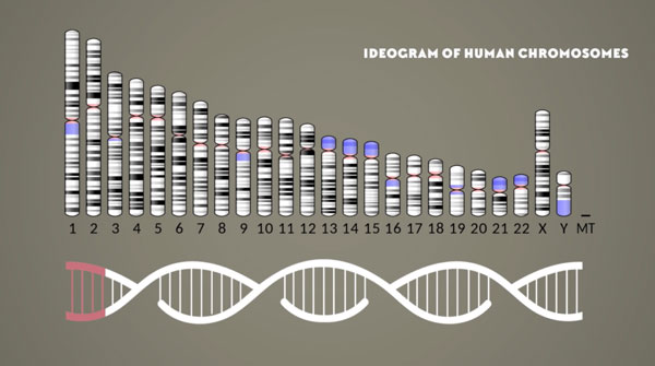 Picture 7 of Where do viruses come from and are they living things?