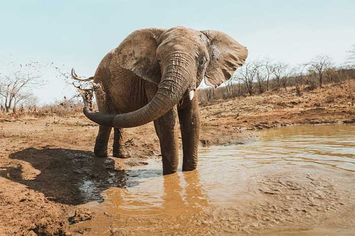 Picture 3 of Which animal gives birth to the most babies in the natural world?