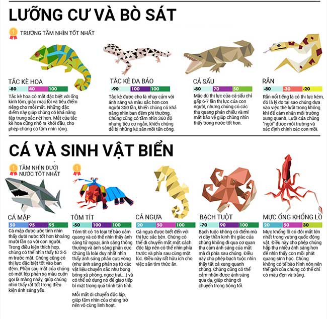 Picture 6 of Which animal has the best eyesight in the world?