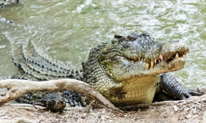 Picture 1 of Which animal has the strongest bite in the world?