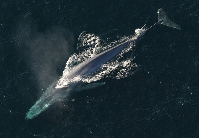 Picture 1 of Which animal is the most gluttonous on Earth?