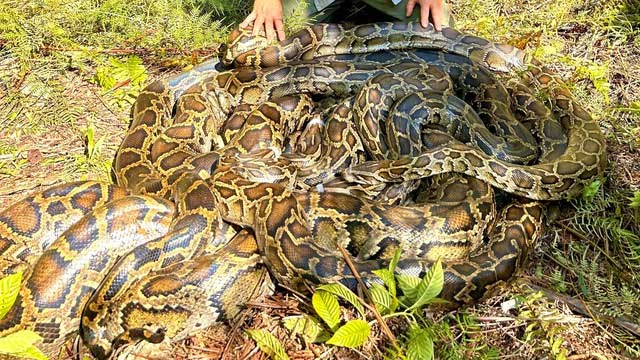 Picture 2 of Which animal is the most gluttonous on Earth?